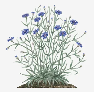 Cornflower Gallery: Illustration of Centaurea cyanus (Cornflower) bearing blue flowers