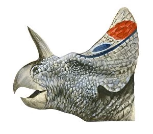 Spiked Gallery: Illustration of Centrosaurus, head in profile showing bony crest, spiked horn above nose