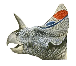 Mouth Open Prints: Illustration of Centrosaurus, head in profile showing bony crest