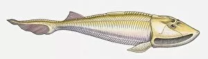 Images Dated 8th April 2010: Illustration of a Cephalaspid prehistoric fish, side view