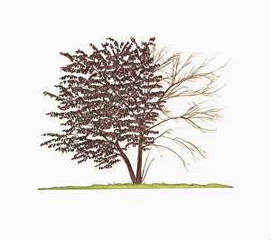 Images Dated 2nd March 2011: Illustration of Ceris canadensis Forest Pansy (Redbud) showing shape of tree with and without leaves