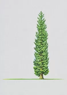 Illustration of Chamaecyparis thyoides (White Cypress) tree