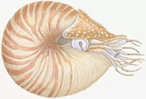 Mollusc Collection: Illustration of Chambered Nautilus (Nautilus pompilius), mollusc with striped brown shell