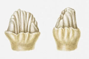 Illustration of the cheek teeth of a Stegosaurus, Jurassic period