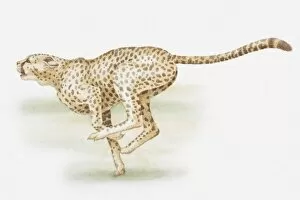 Illustration of a cheetah sprinting, side view