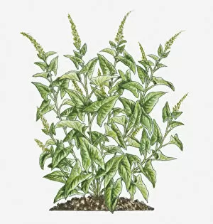 Images Dated 10th February 2012: Illustration of Chenopodium bonus-henricus (Good King Henry) bearing green leaves