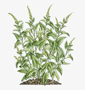 Good Prints: Illustration of Chenopodium bonus-henricus (Good King Henry) bearing green leaves