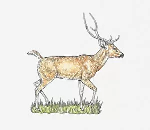 Illustration of Chital or Cheetal (Axis axis) walking on grass