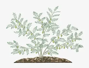 Legume Prints: Illustration of Cicer arietinum (Chickpea) bearing green seedpods and small feathery leaves on long stems