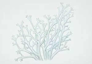 Illustration, cladina rangiferina, Reindeer Lichen