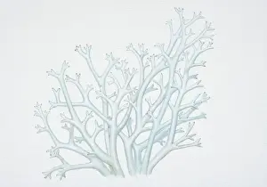 Lichen Prints: Illustration, cladina rangiferina, Reindeer Lichen