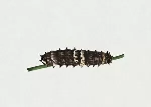 Illustration of Clearwing Swallowtail or Big Greasy (Cressida cressida) caterpillar on green stem