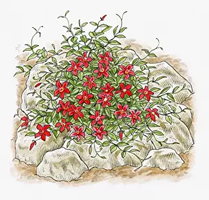 Resourceful Prints: Illustration of climbing Clematis growing over rubble in garden