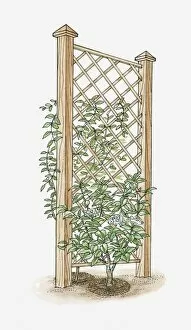Support Collection: Illustration of climbing plant growing on a trellis