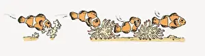 Clown Fish Prints: Illustration of Clown Fish (Amphiprion Ocellaris) swimming near ocean floor
