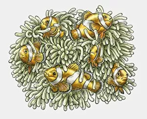 Symbiotic Relationship Collection: Illustration of Clown Fish in tentacles of Sea Anenome