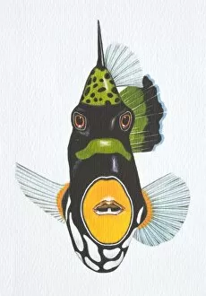Images Dated 12th September 2006: Illustration, Clown Triggerfish (balistoides conspicillum), front view