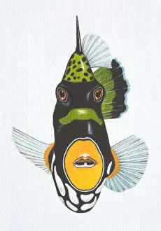 Scales Prints: Illustration, Clown Triggerfish (balistoides conspicillum), front view