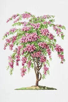 Images Dated 9th August 2006: Illustration, clustered pink flower bracts and short-stalked leaves of Bougainvillea glabra