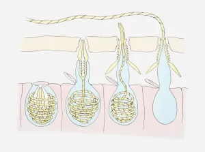 Cnidarian Prints: Illustration of a cnidarians tentacle punching hole in preys skin and injecting poison