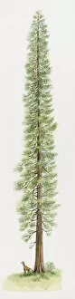 Images Dated 29th October 2008: Illustration of Coast Redwood or California Redwood (Sequoia sempervirens)