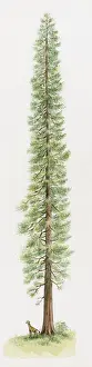 Sequoia Prints: Illustration of Coast Redwood or California Redwood (Sequoia sempervirens)