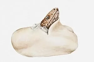 Illustration of cobras head poking out of egg