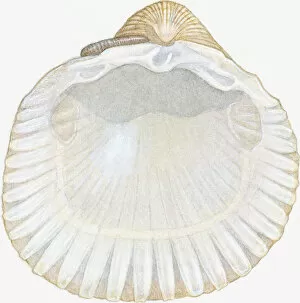 Illustration of empty cockle shell showing posterior and anterior abductor muscle scars, beak and hinge ligament