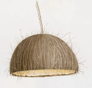 Illustration of coconut bird-feeding bell hanging upside down from string