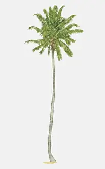 Coconut Palm Prints: Illustration, Cocos nucifera, slender Coconut Palm bearing fruit