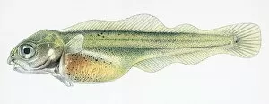 Images Dated 29th September 2010: Illustration of Cod (Gadus)