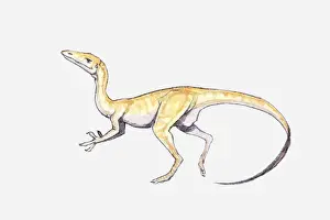 Bipedal Prints: Illustration of a Coelophysis dinosaur, Triassic period