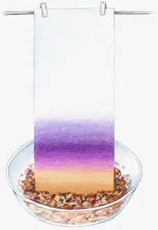 Experiment Prints: Illustration of colour from mashed petals dyeing blotting paper pale yellow and purple