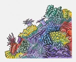 Illustration of colourful anemone on seabed