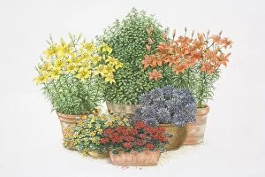 Choice Collection: Illustration, colourful selection of flowering potted plants