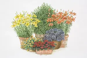 Choice Prints: Illustration, colourful selection of flowering potted plants