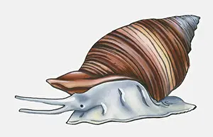 Snail Prints: Illustration of common bithynia (Bithynia tentaculata)