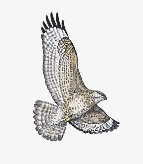 Soaring Prints: Illustration of Common Buzzard (Buteo buteo) soaring