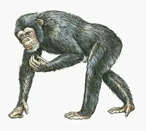Images Dated 5th October 2009: Illustration of Common Chimpanzee (Pan troglodytes)