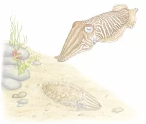 Illustration of Common Cuttlefish (Sepia officinalis), invertebrate molluscs with cephalopod eyes
