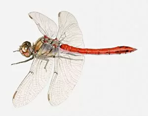 Images Dated 30th March 2010: Illustration of a Common darter dragonfly (Sympetrum striolatum)