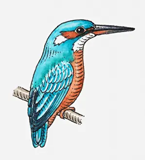 Kingfisher Prints: Illustration of Common Kingfisher (Alcedo atthis) perching on branchlet