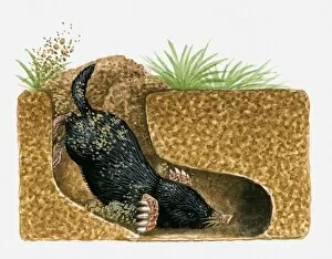 Images Dated 13th April 2010: Illustration of Common Mole (Scalopus aquaticus) burrowing underground