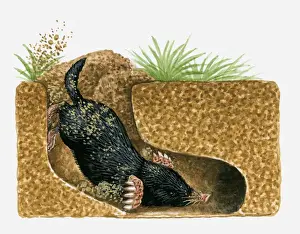 Digging Prints: Illustration of Common Mole (Scalopus aquaticus) burrowing underground