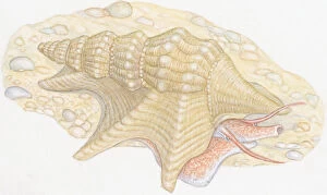 Illustration of Common Pelicans Foot (Aporrhais pespelecani), snail with long snout