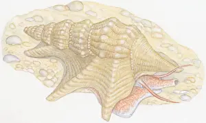 Snout Prints: Illustration of Common Pelicans Foot (Aporrhais pespelecani)