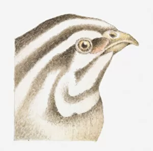 Images Dated 4th October 2011: Illustration of Common Quail (Coturnix coturnix) with brown and white striped head, close-up