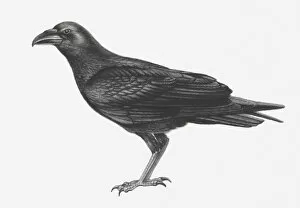 Images Dated 4th October 2011: Illustration of Common Raven (Corvus corax)