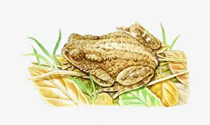 Toad Prints: Illustration of Common Toad (Bufo bufo) camouflaged against dry leaves