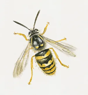 Images Dated 30th October 2008: Illustration of Common Wasp (Vespula vulgaris)